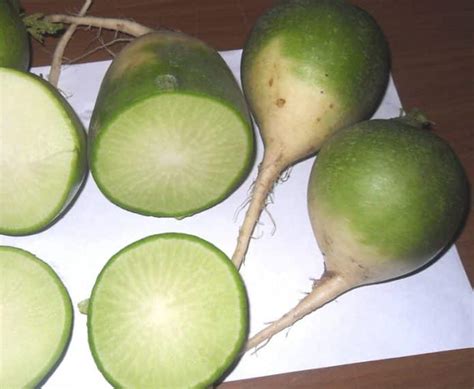 Редька посадка и сорта