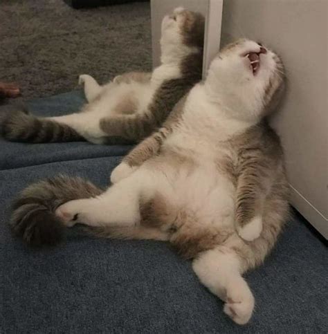 20 кошек, которые засыпают сумасшедшими способами | FunZi.ru | Funny ...