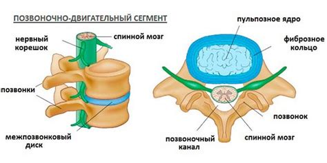Шейный воротник Шанца: цена, отзывы. Как подобрать размер взрослому ...