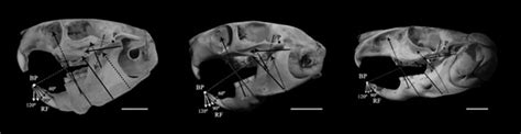 Biomechanical models for bite force estimation based on the computation ...
