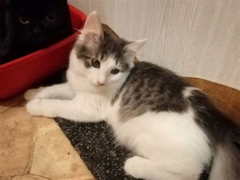 КОШКИ | Животные Нижний Новгород | ВКонтакте