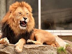 lion animal dangerous  vector graphic  pixabay