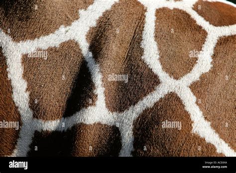 giraffe shapes  res stock photography  images alamy