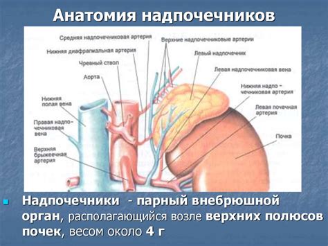 Анатомия надпочечников - online presentation