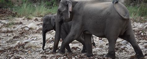 Jim Corbett Elephant Safari, Book Online Elephant Ride
