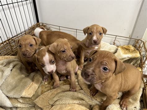 Everything you need to know about staffy puppies