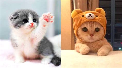 The Most Lovely Super Cute Kittens In The World | Cute Cat Compilation ...