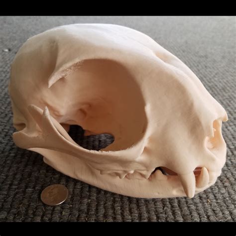 3D Printable Domestic Cat Skull by Ian D Browne