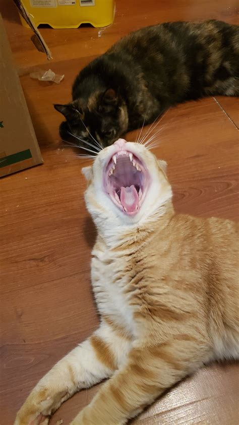 Пин от пользователя Shame Less на доске Cats | Котята, Кошки, Обои