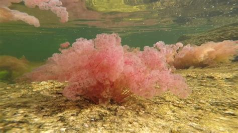Macarenia Clavigera Underwater Plant Cano Cristales Stock Footage Video ...