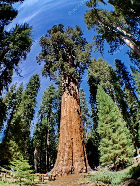 The General Sherman Is A Giant Sequoia Tree Located In The, 05/26/2024