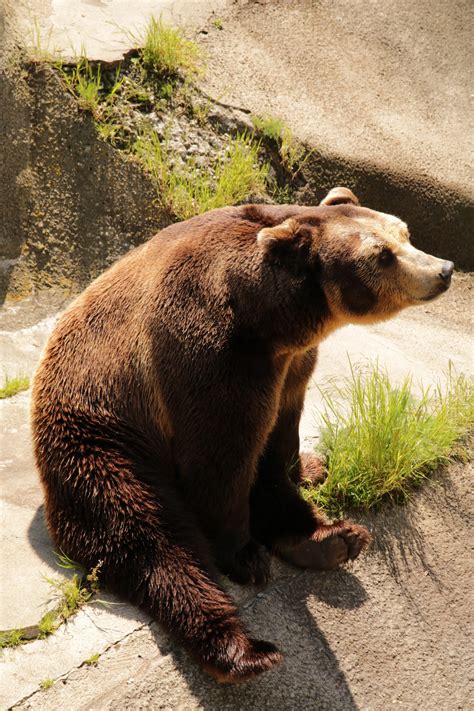 images wildlife zoo mammal fauna brown bear vertebrate