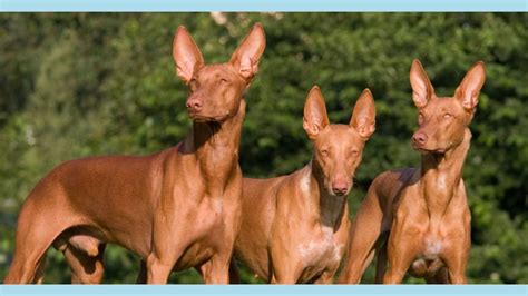 ANCIENT EGYPTIAN DOGS