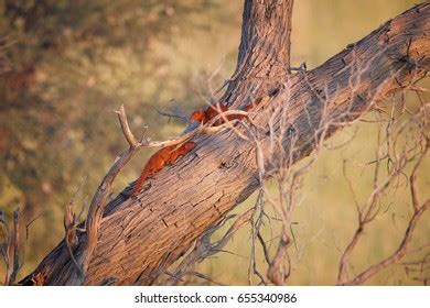 48 imágenes de Galerella sanguinea - Imágenes, fotos y vectores de ...