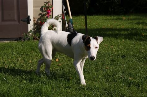 Smooth Fox Terrier