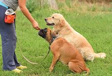 dog training  stock photo public domain pictures