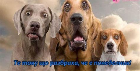 Любопитни факти за понеделниците | Радио Вероника - Ритъмът на сърцето!