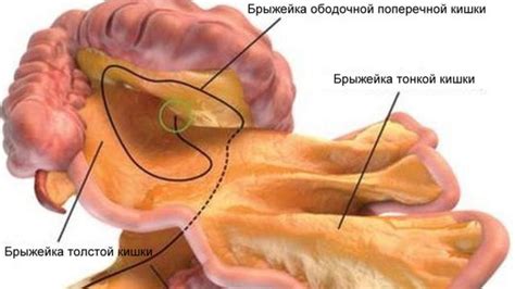 Назван новый орган в пищеварительной системе человека - BBC News ...