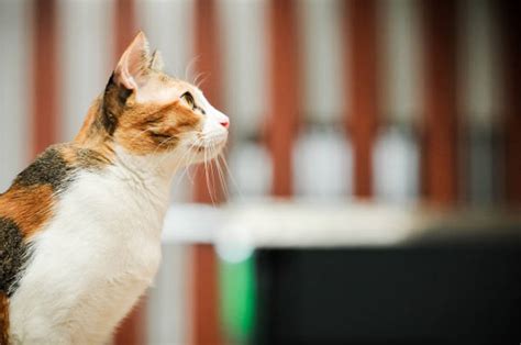 50+ Funy Cat Stock Photos, Pictures & Royalty-Free Images - iStock