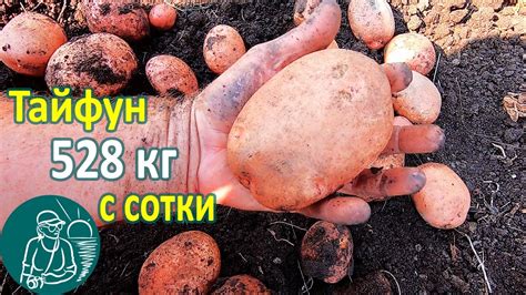 Тайфун в жарком климате от посадки до урожая 🥔 Выращивание картофеля 🌿 ...