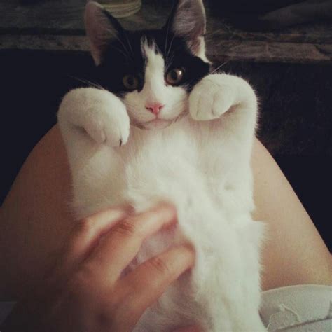 Tummy rub!