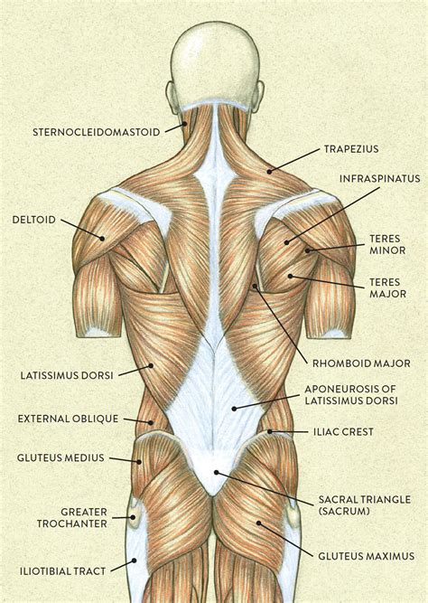 Upper Torso Muscle Anatomy