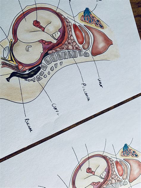 Inside Anatomy Of A Pregnant Woman at Hayley Stokes blog