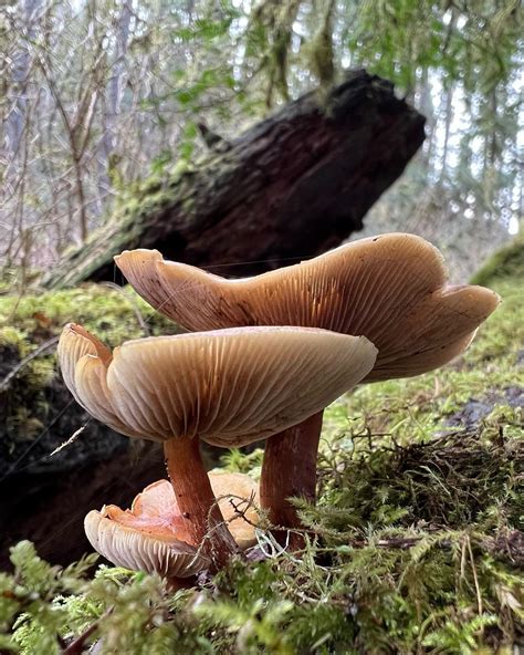 LyiarPhotography (@lyiarphotography) • Instagram photos and videos