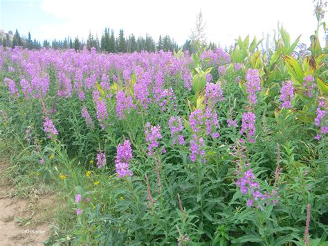 A Wandering Botanist: Plant Story--the Iconic Fireweed