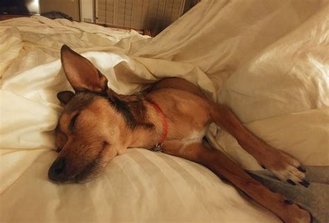5 more minutes please | Dogs