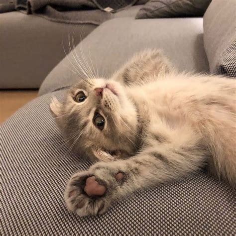 Фото Котенок лежит на диване