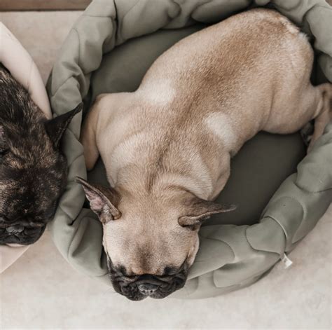 taart dog bed huck  harlowe