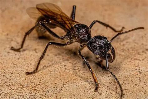 12 Interesting Facts About Bullet Ants - Wildlife Informer