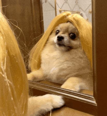 funny animated gifs  share  funzumo