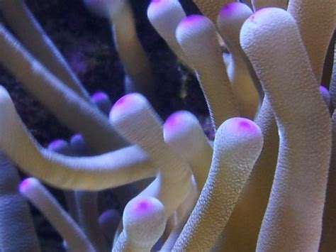 Anemone Care for Saltwater Aquariums - HubPages