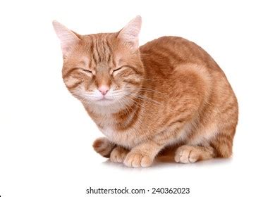 Orange Cat Sleeping Stock Photo 240362023 | Shutterstock