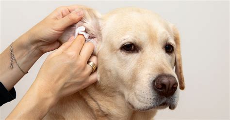 Canine Otitis externa – Treatment and complications - Improve ...