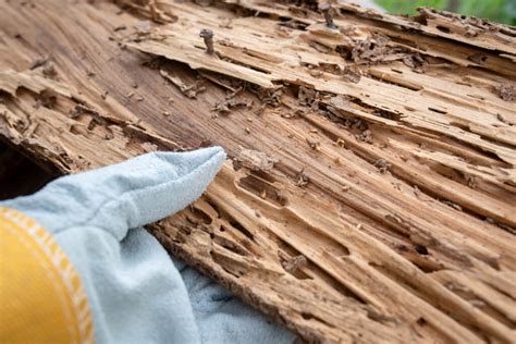 Flying Ants vs Termites: What's the Difference? - Home Run Pest