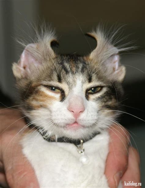 Смешные котики (55 фото) | Cute animals, Funny animals, Funny cat pictures