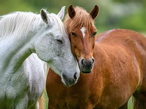 equines animal welfare institute