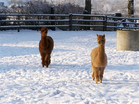 Alpaca Garden Inukshuk