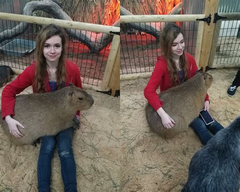This Capybara didnt want to leave my lap at all : r/vegan