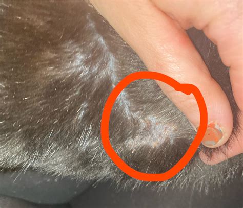 My cat is covered in scabs.. help us! : r/CATHELP