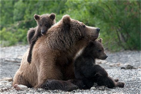 Mother bear and her cubs | Bear, Brown bear, Mother bears