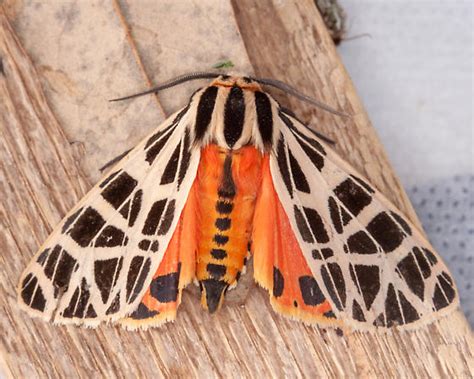 apentesis parthenice apantesis bugguidenet