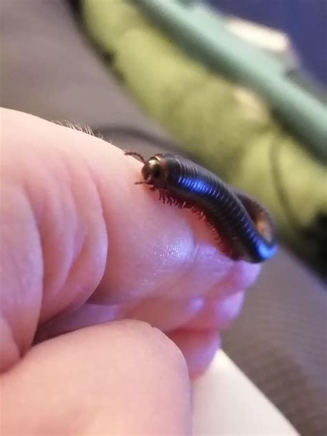 Tiny worms (nematodes?) in my millipede bin : r/millipedes