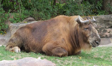 kartinki zivotnoe dikaia priroda dikii zoopark pastbishhe
