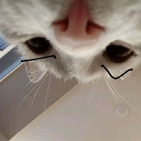 The meme cat memenkippe мемный кот в 2024 г | Кот, Мемы, Котята