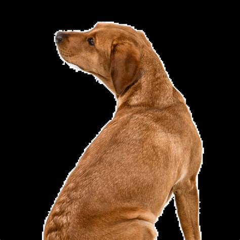 Angst Bei Hunden Mit Martin Rutter Umgang Mit Ang 9