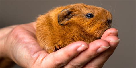 Animais de Estimação Pequenos e Fáceis de Cuidar - Telecão